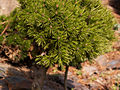 Pinus mugo Zwerg Kugel IMG_5000 (VALENTA) Sosna kosodrzewina